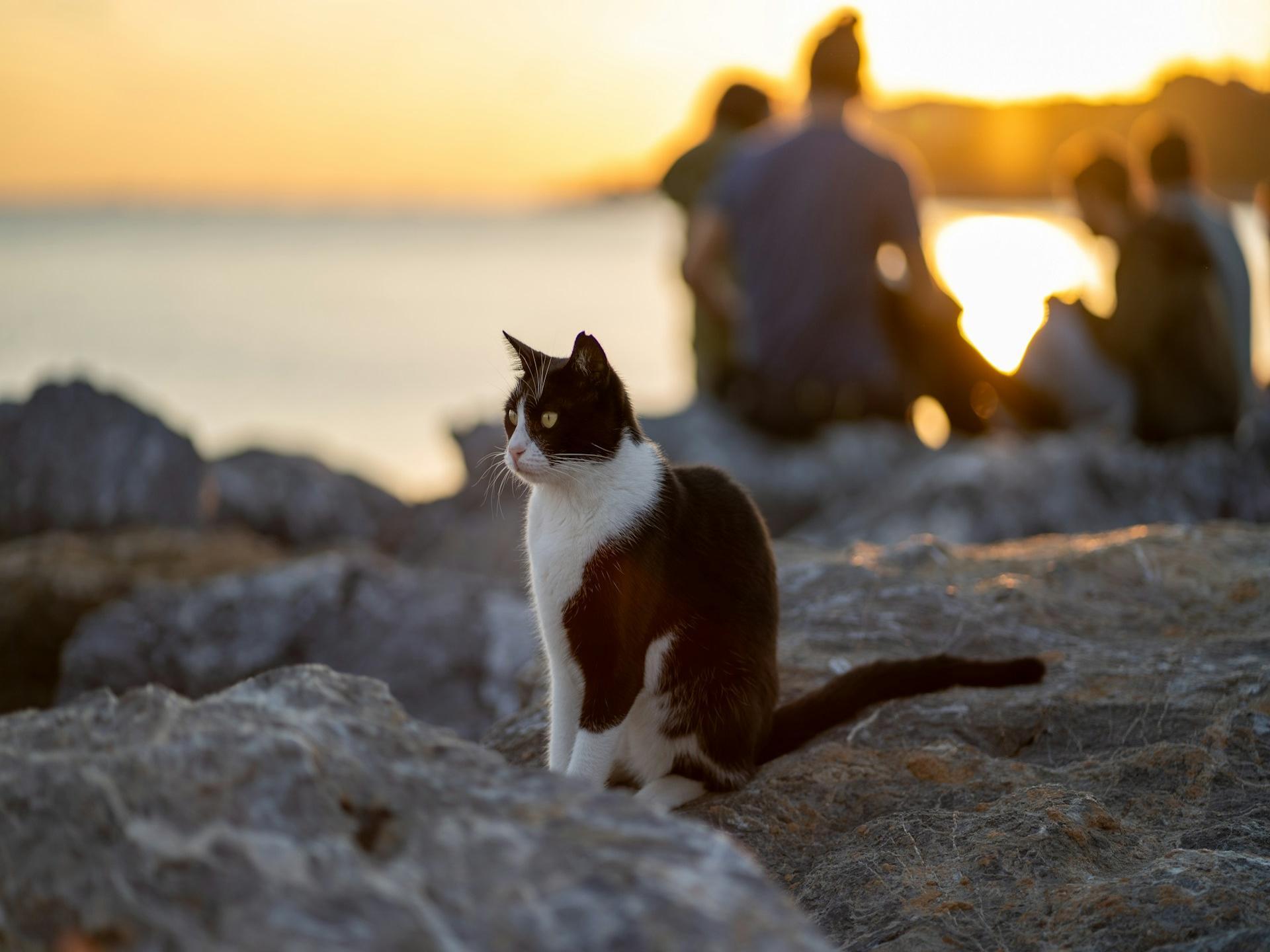 Neighborhoods of Istanbul Famous for Their Cats